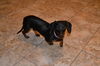 Texas Sadie