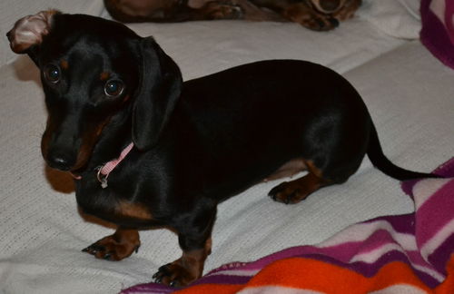 Texas Sadie