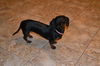 Texas Sadie