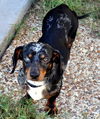 Chester