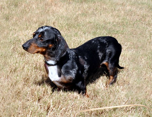 Chester