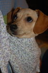 Poppy