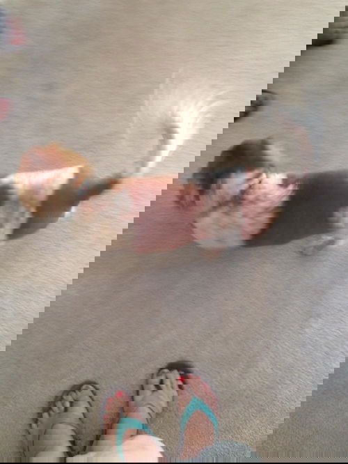 Gus