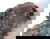 Snickers
