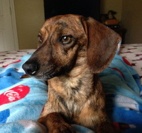 Ringo