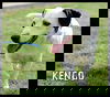 Kengo
