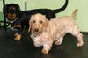 Gunnar & Cooper - Pair