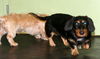 Gunnar & Cooper - Pair