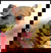 Ruff