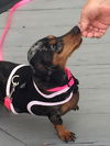 Trixie