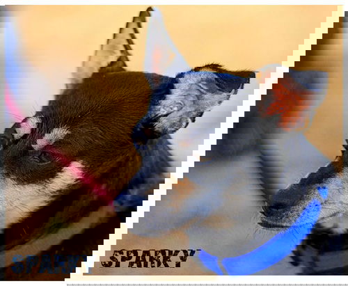 Sparky