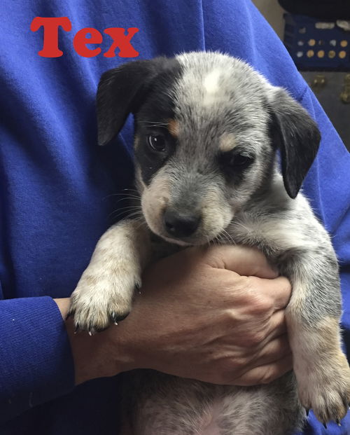 Tex