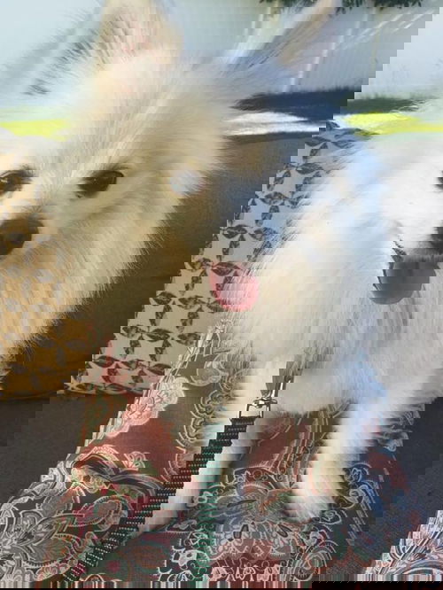 Ice