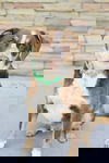 Oly