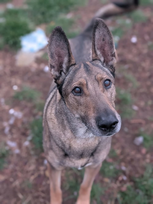 Zaxby, an adoptable Belgian Shepherd Malinois in Sandy, UT