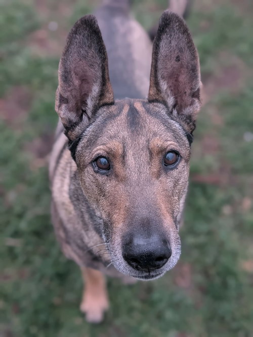 Zaxby - Photo 9