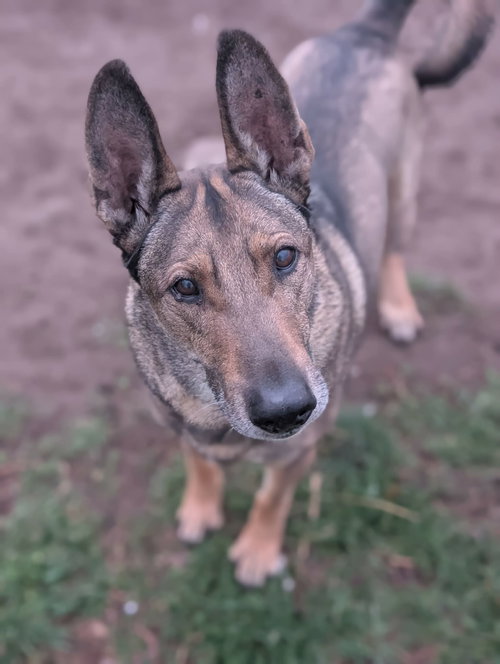 Zaxby - Photo 10
