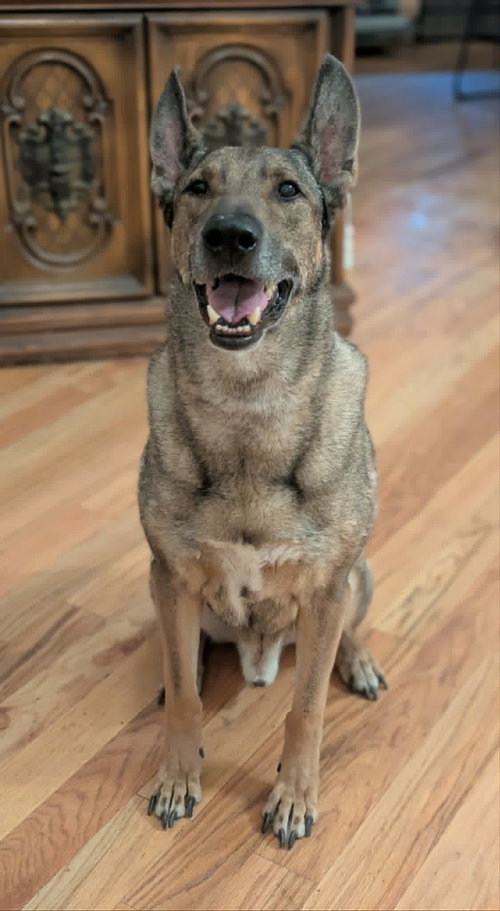 Zaxby, an adoptable Belgian Shepherd Malinois in Sandy, UT