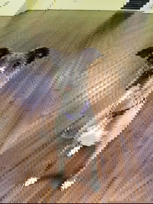 Galaxy