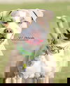 Nayan