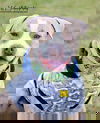 Nayan