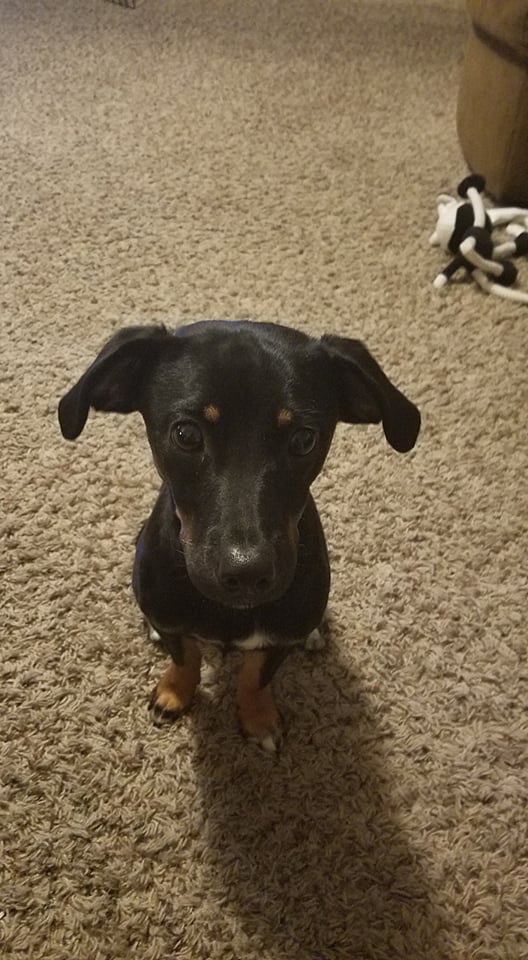 Springer spaniel 2024 dachshund mix