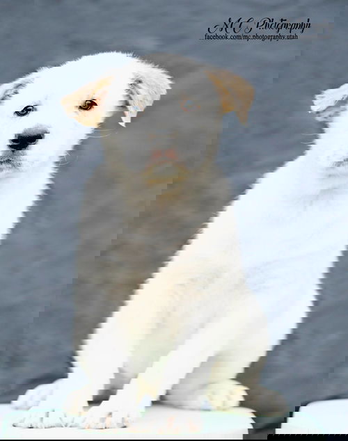 Pazel