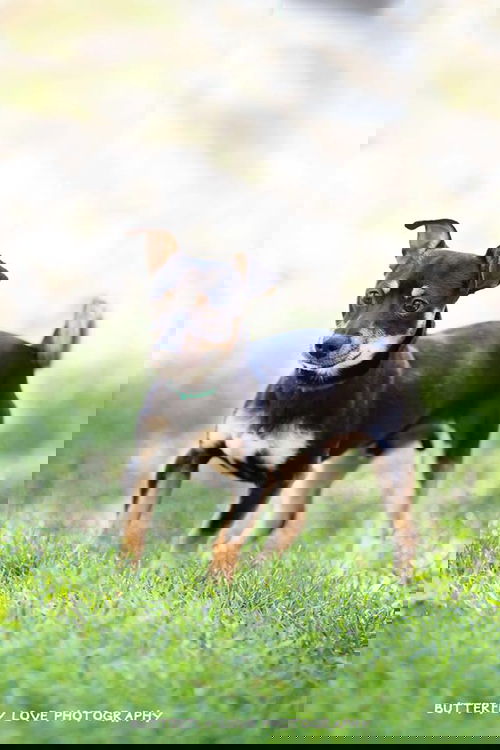Quirk