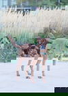 Hunca Munca