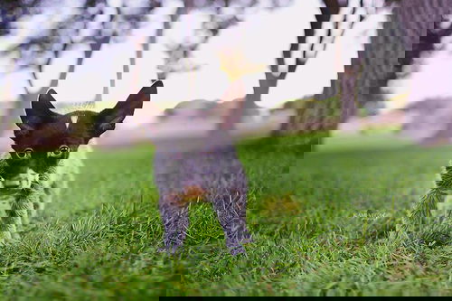 Oggie