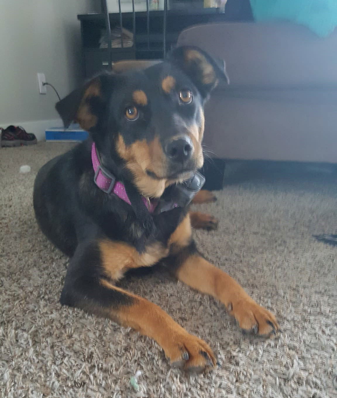 Kelpie and best sale border collie mix