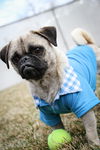 Puggy