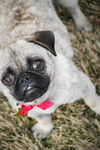 Puggy