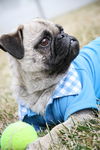 Puggy