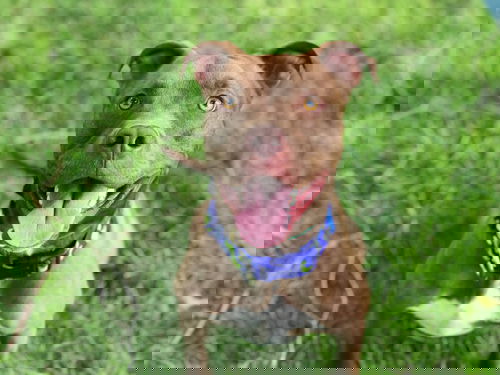 Whippet