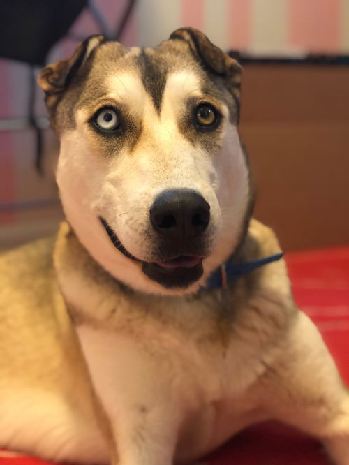 Little Wolf