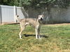 Little Wolf