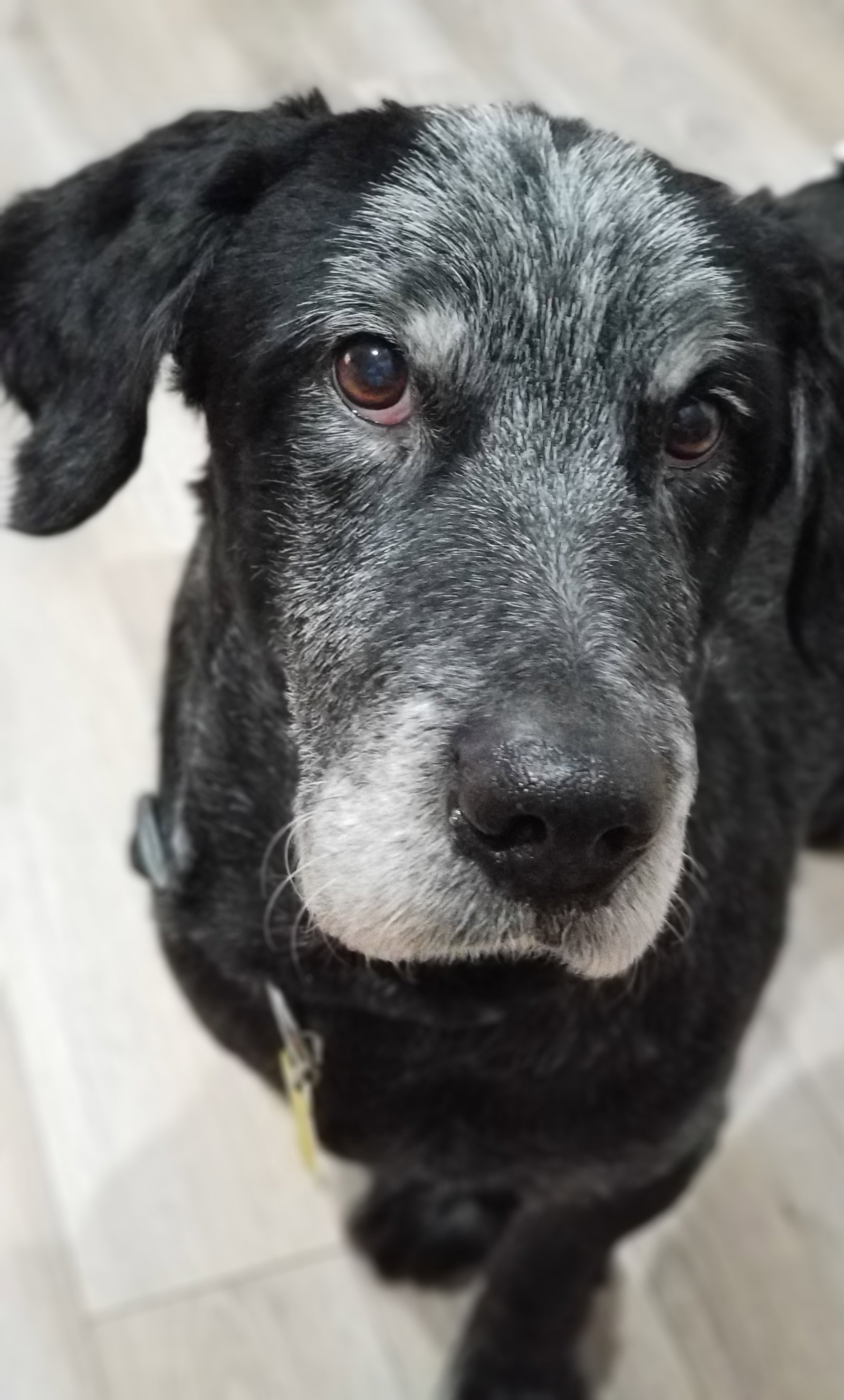 Auggie Doggie's Web Page