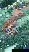 Her