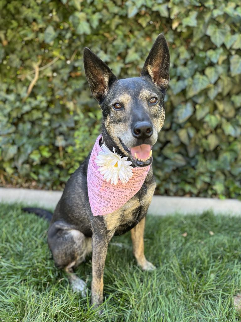 adoptable Dog in Sandy, UT named Harley The Good