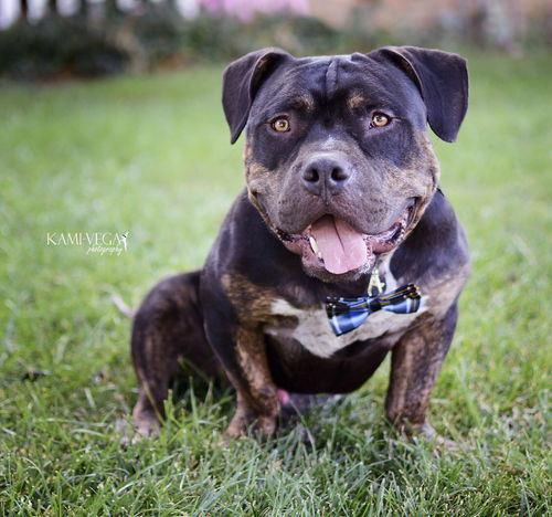 Dozer