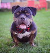 Dozer