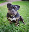 Dozer