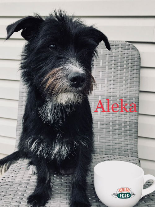 Aleka