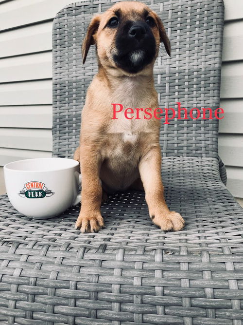 Persephone