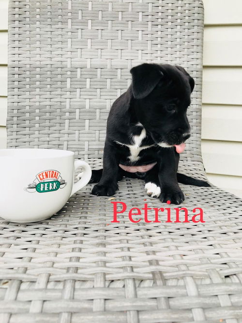 Petrina