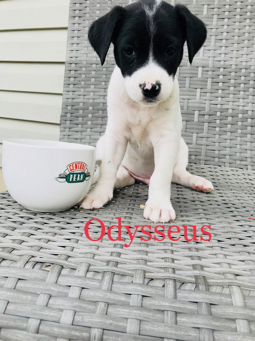 Odysseus