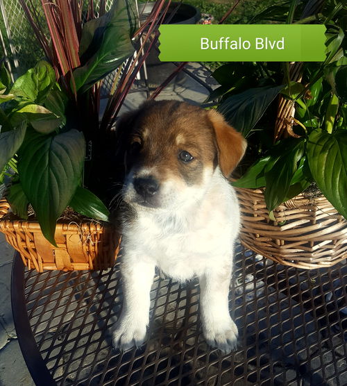 Buffalo Blvd