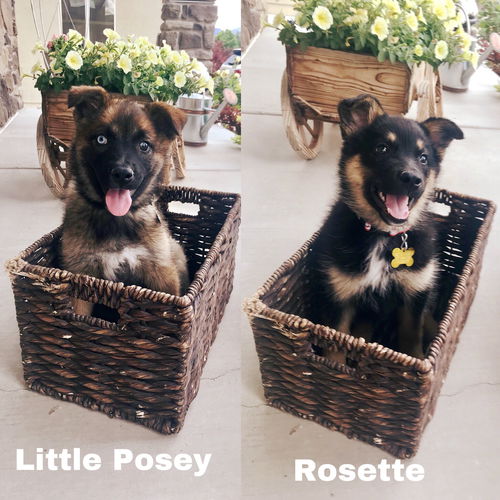 Rosette