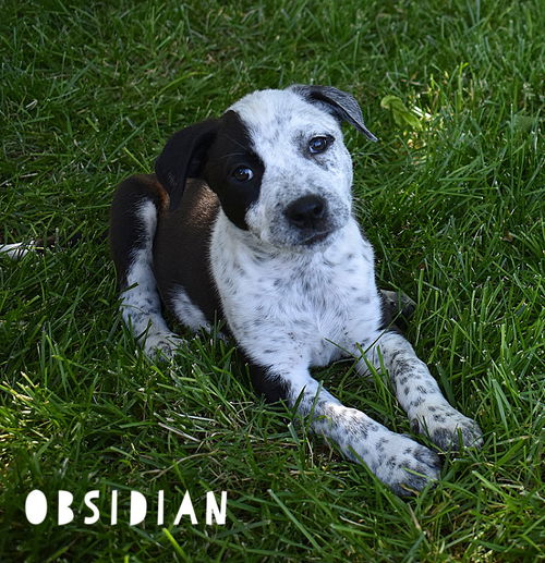 Obsidian